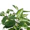 25" Variegated Hoya in White Ceramic Pot by Ashland®